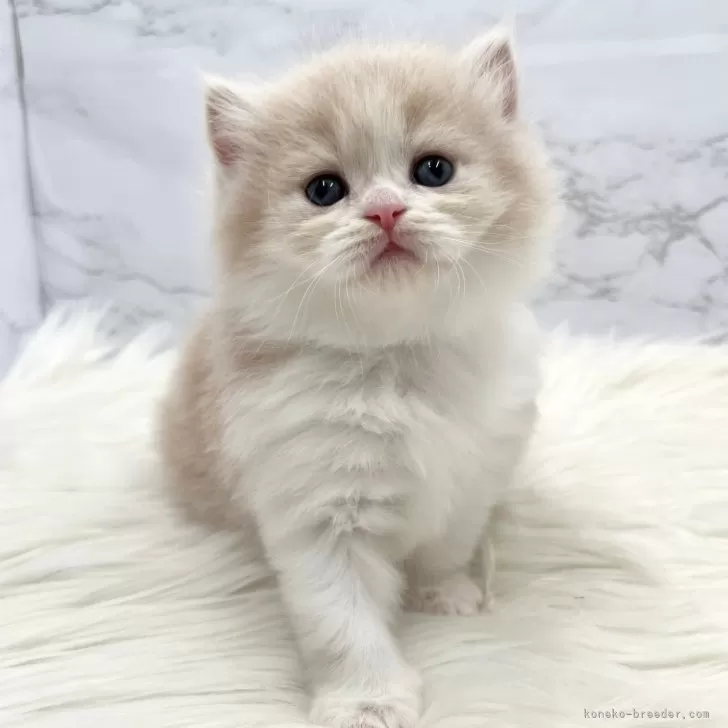 ID:2410-01420の子猫