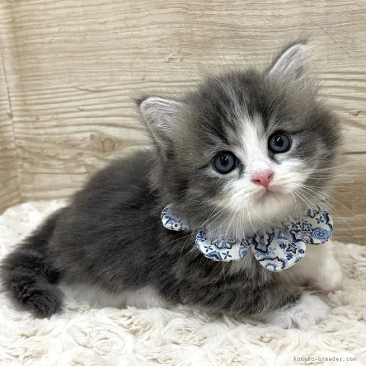 ID:2306-03658の子猫