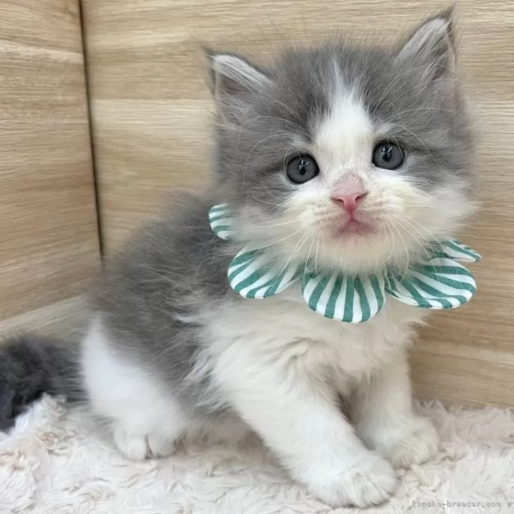 ID：2409-02589の子猫