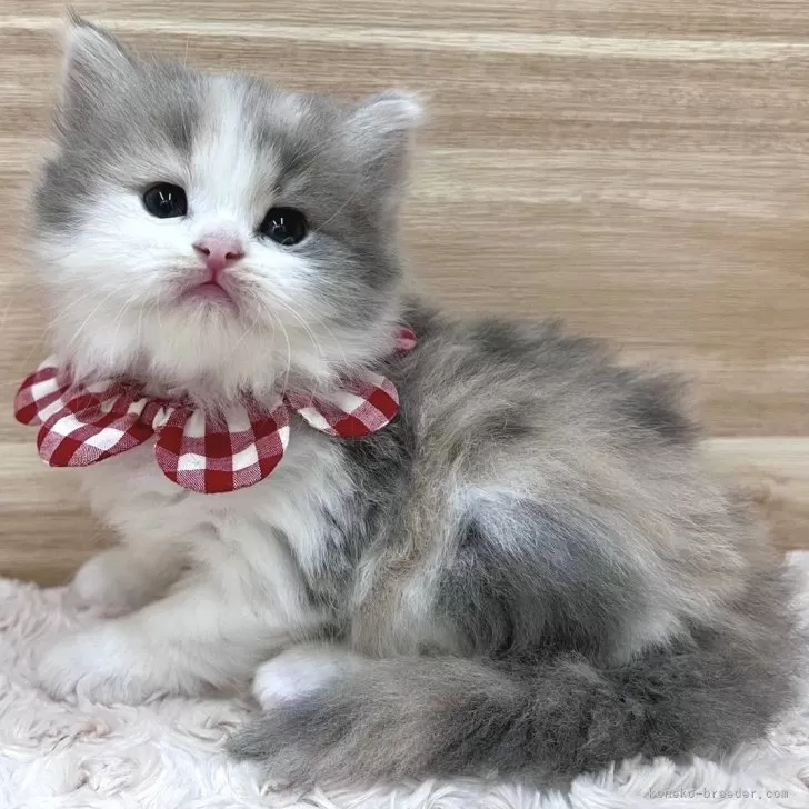 ID：2402-01784の子猫