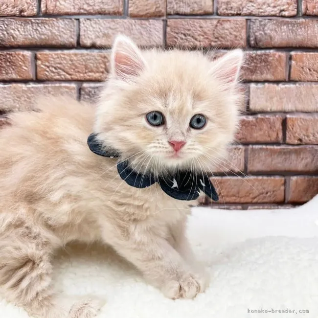 ID:2108-02414の子猫