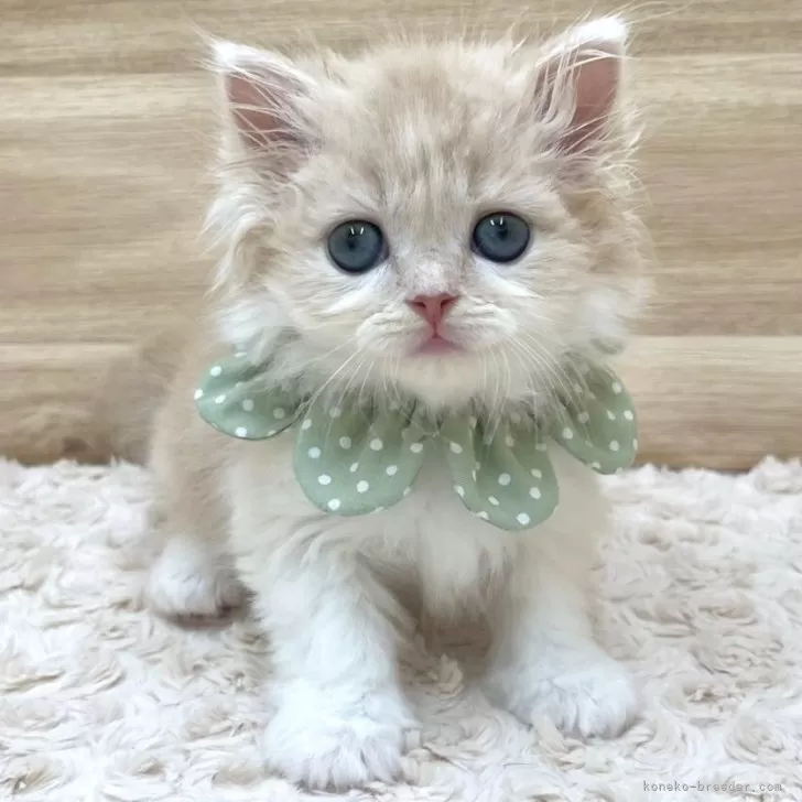 ID:2406-00814の子猫