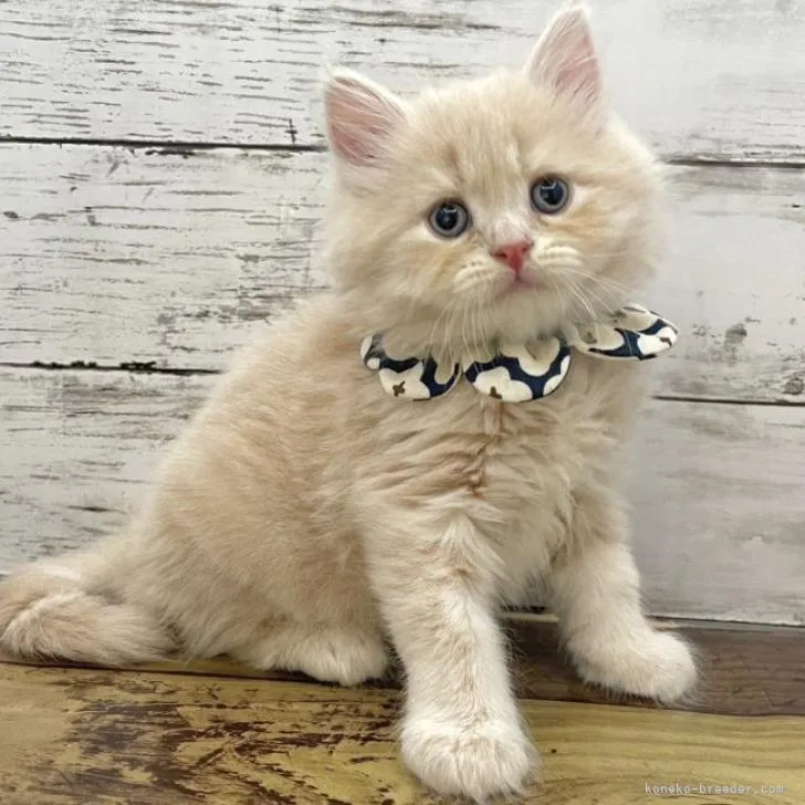ID：2302-01449の子猫