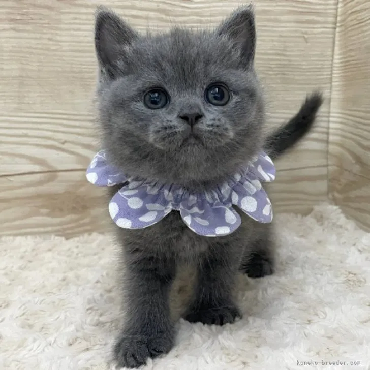ID：2308-02062の子猫