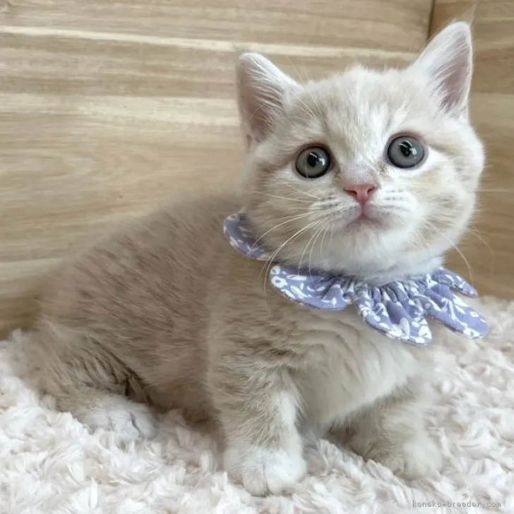 ID：2311-02026の子猫