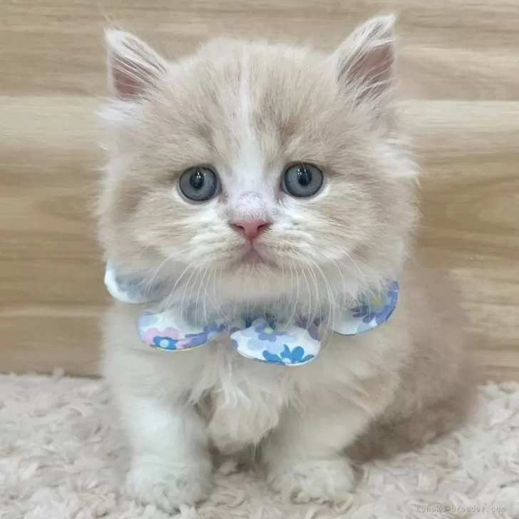 ID：2410-03440の子猫