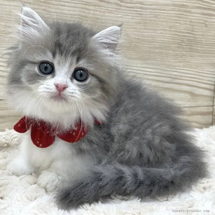 ID:2306-03270の子猫