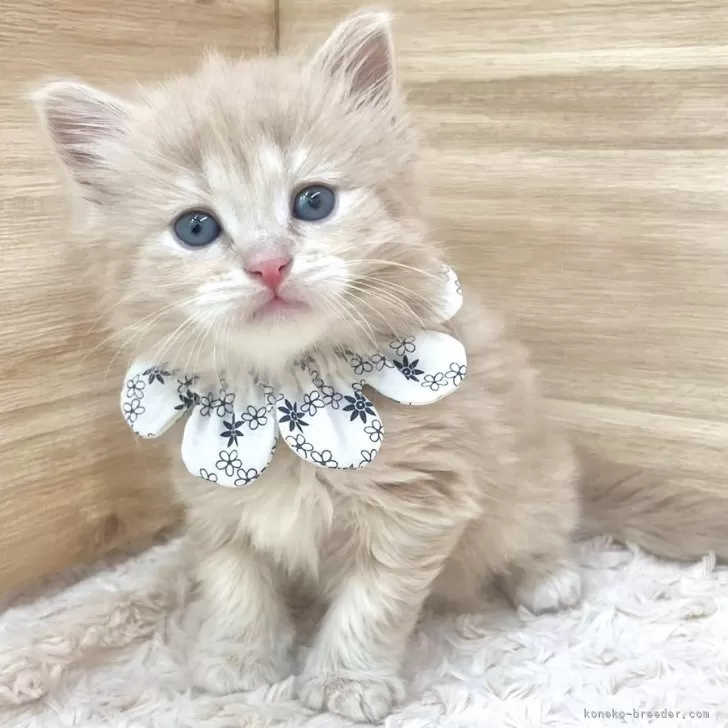 ID：2408-01334の子猫