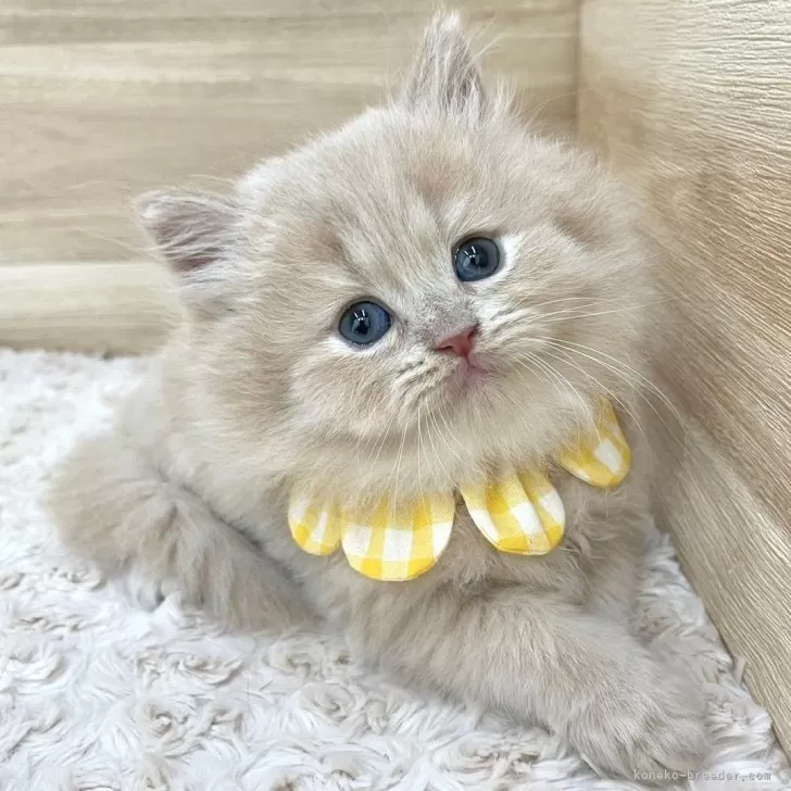 ID:2407-02821の子猫