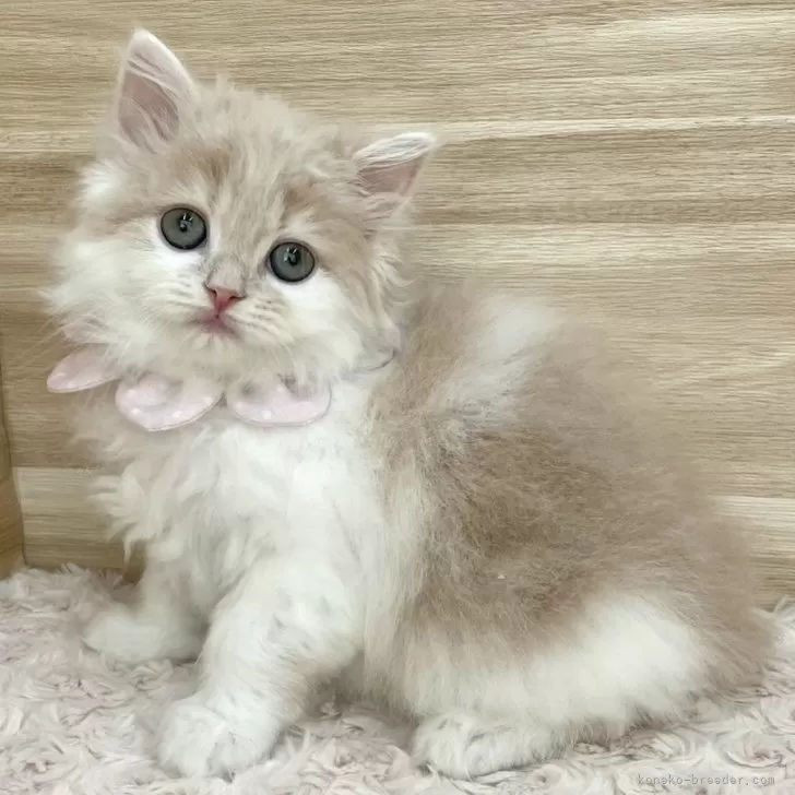 ID:2402-00821の子猫