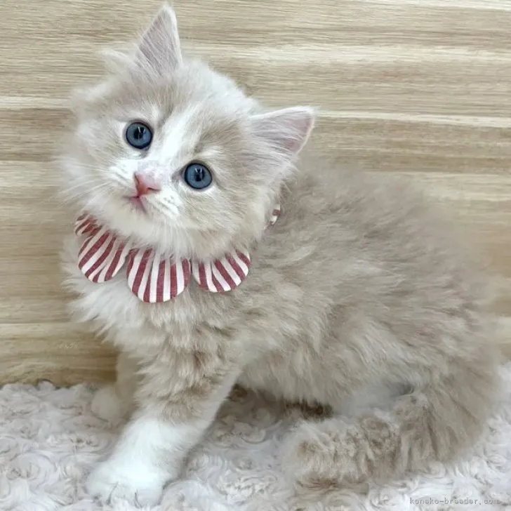 ID：2312-00459の子猫