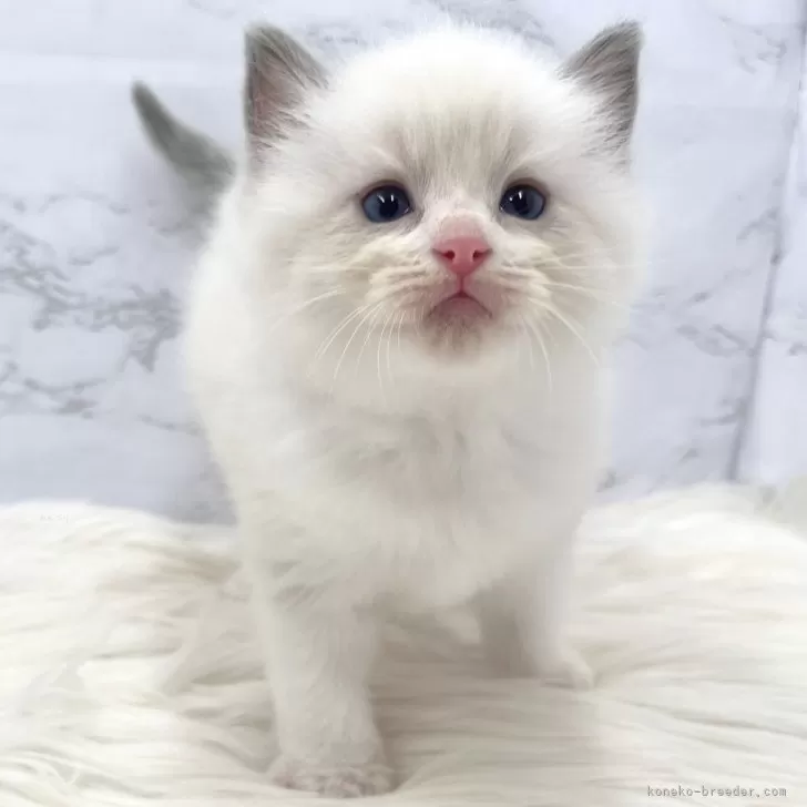 ID:2410-01424の子猫