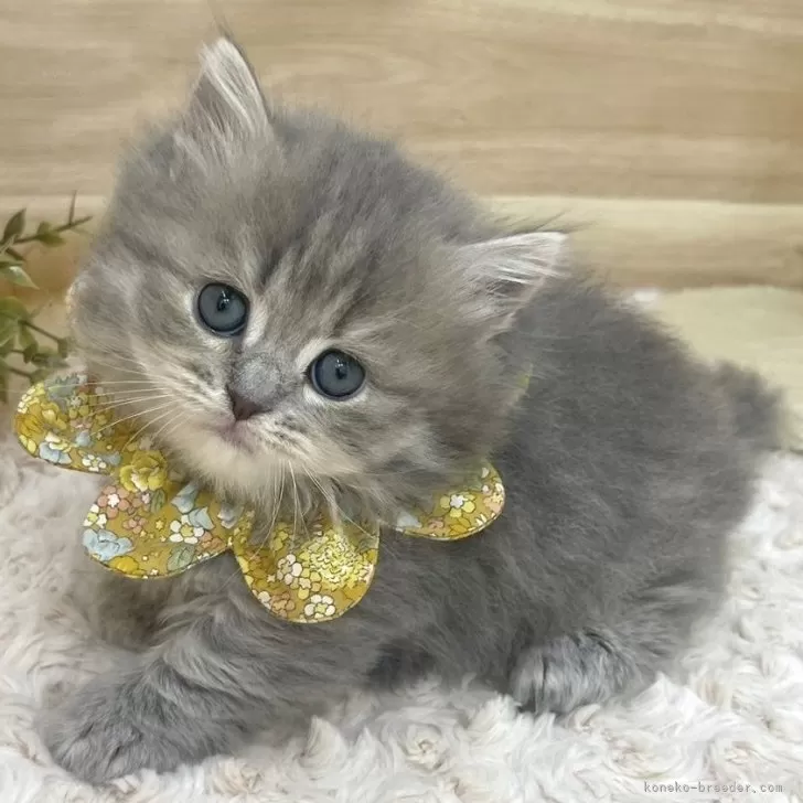 ID:2404-00215の子猫