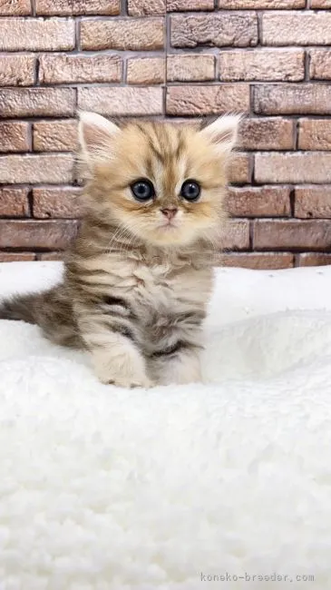 ID:2107-02518の子猫