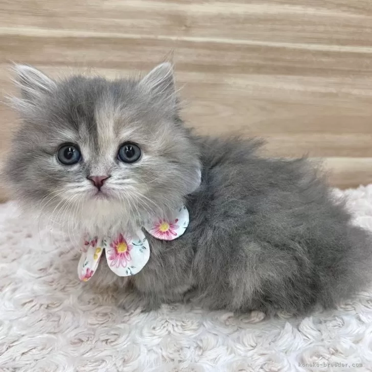 ID：2403-00403の子猫