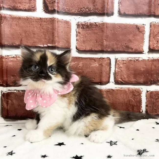 ID：2107-01180の子猫