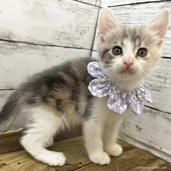 ID:2303-02813の子猫
