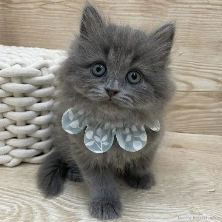 ID：2209-01593の子猫