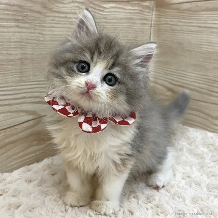ID:2305-03445の子猫