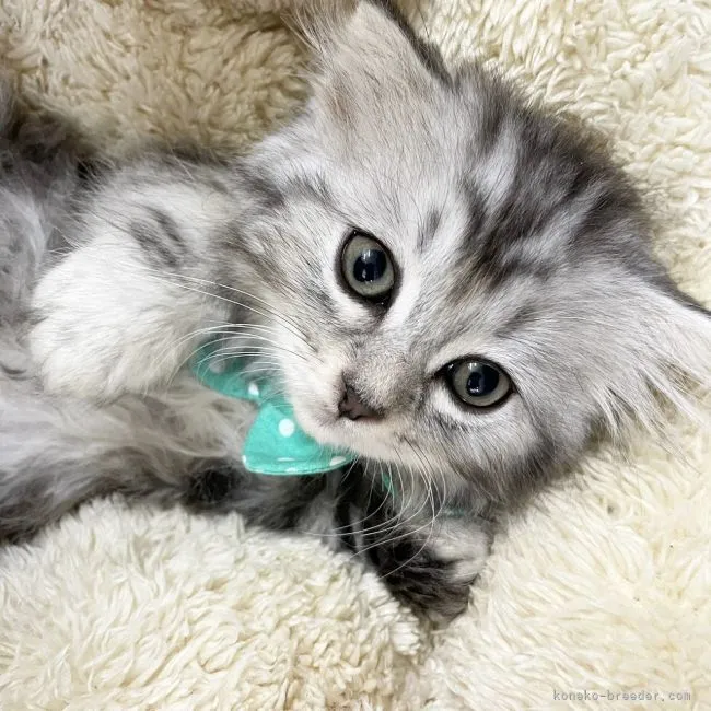 ID：2108-00857の子猫