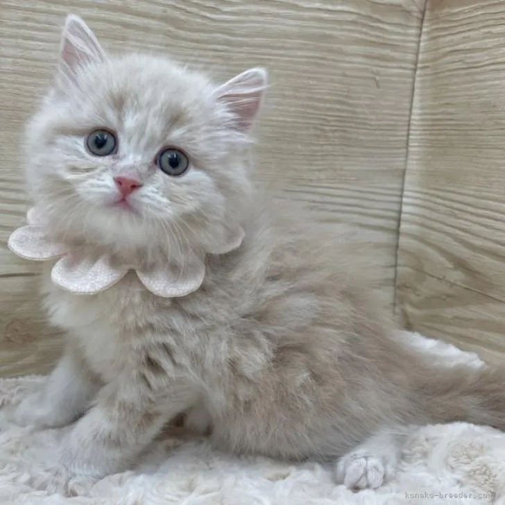 ID：2301-02385の子猫