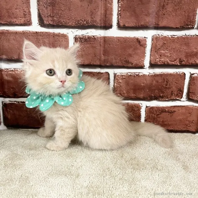 ID：2108-00615の子猫