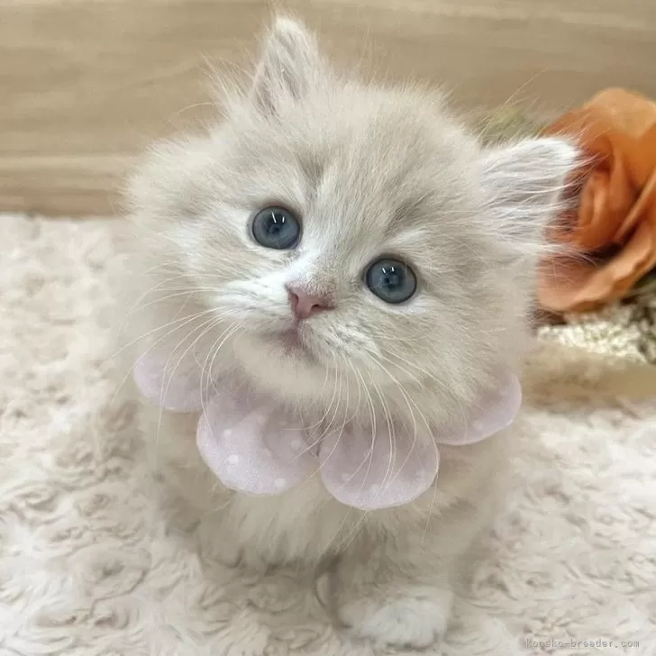 ID：2404-01056の子猫