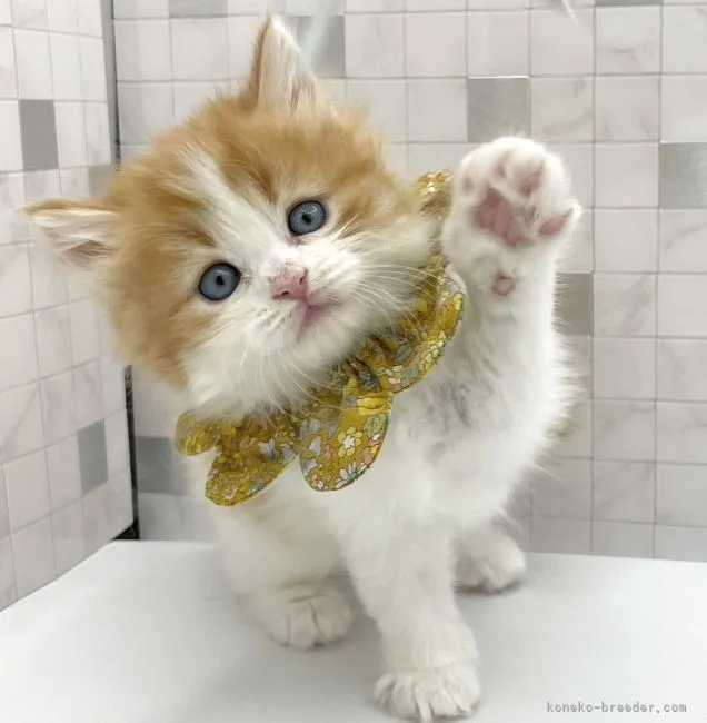 ID：2203-01784の子猫
