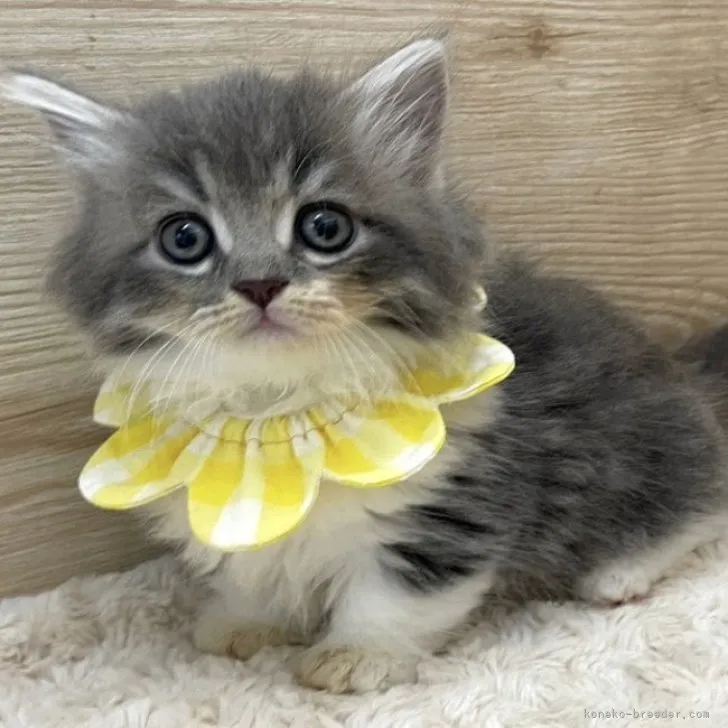 ID:2305-03501の子猫