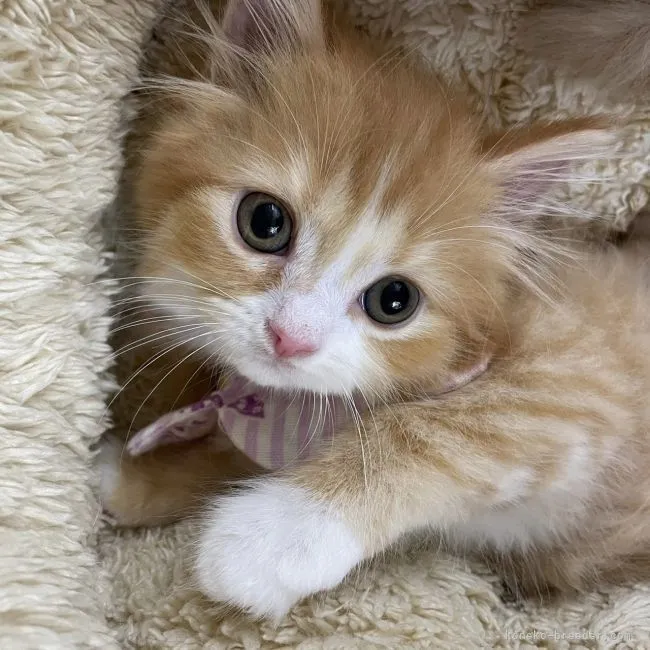 ID:2108-00905の子猫
