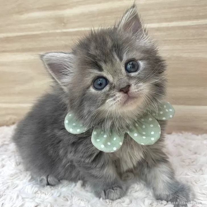 ID：2405-02675の子猫