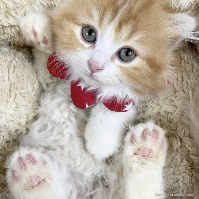 ID：2108-00856の子猫