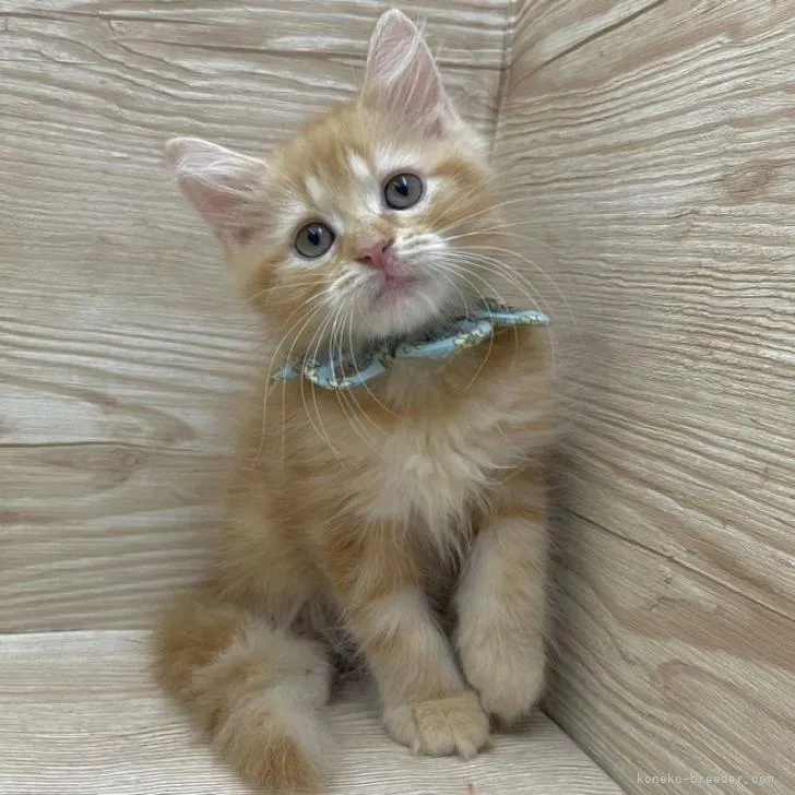 ID:2208-01422の子猫