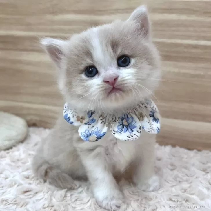 ID：2402-01790の子猫