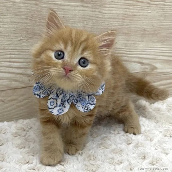 ID:2307-00745の子猫