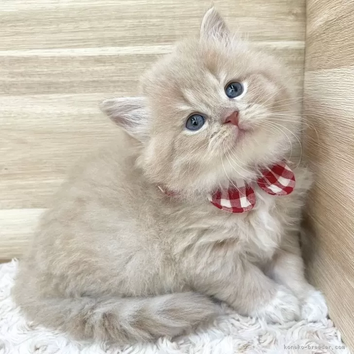 ID：2407-02832の子猫