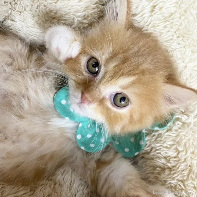 ID:2108-00926の子猫