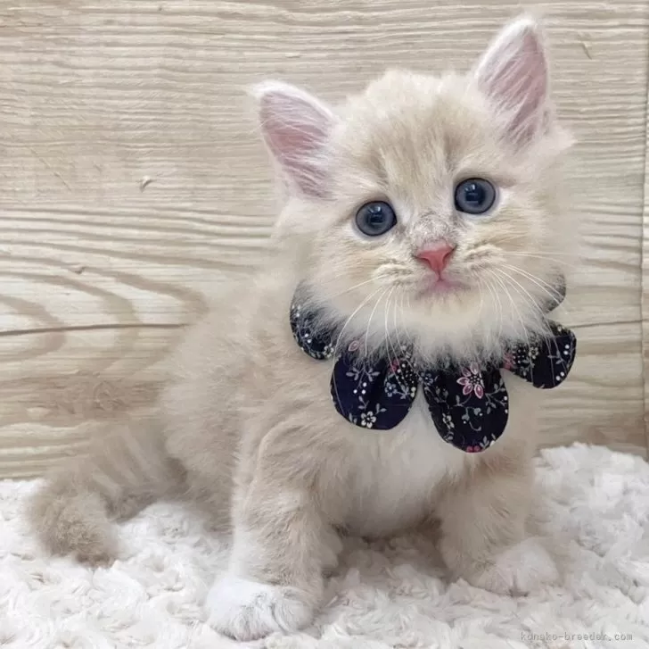 ID：2406-01845の子猫