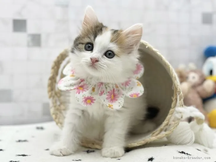 ID:2201-00725の子猫