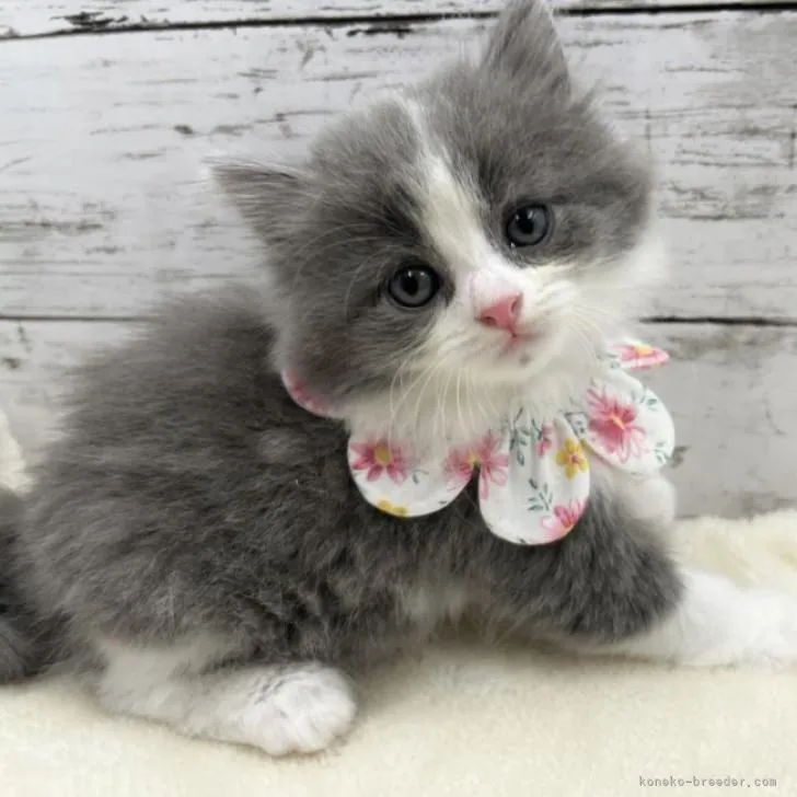 ID：2210-01681の子猫