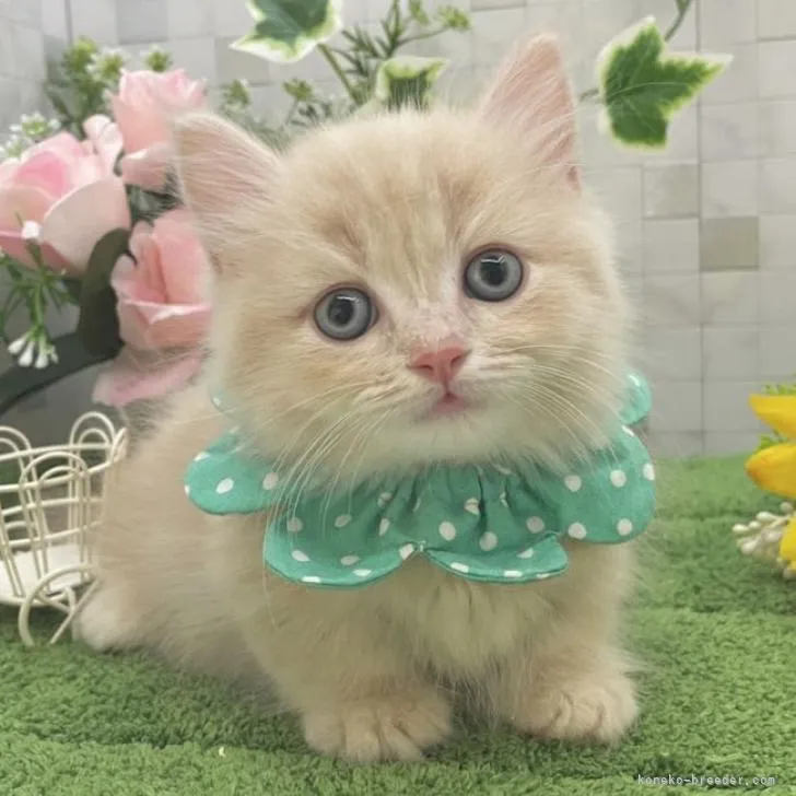 ID：2207-01025の子猫