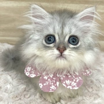 ミヌエット(短足)【愛知県・女の子・2023年10月27日・シルバータビー（ロングヘア）】の写真「当日お迎え可能🌸管理番号239」