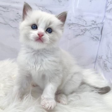 ラグドール【愛知県・男の子・2024年4月22日・ブルーポイントバイカラー（ロングヘア）】の写真「6月18日~お迎え可能🍀管理番号12°」