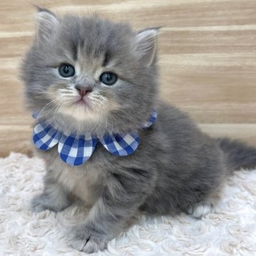 サイベリアン【愛知県・男の子・2024年4月5日・ブルータビー（ロングヘア）】の写真「6月1日~お迎え可能🍀管理番号366」