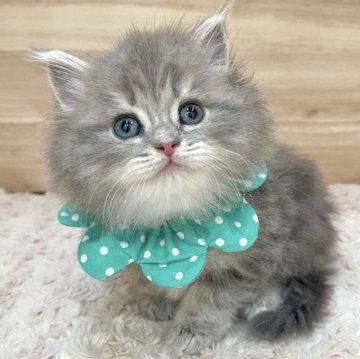 サイベリアン【愛知県・男の子・2024年10月28日・ブルータビー（ロングヘア）】の写真「12月24日~お迎え可能🍀管理番号1023」