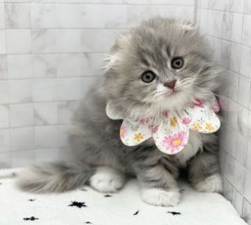 スコティッシュフォールド(折れ耳)【愛知県・女の子・2021年9月4日・ダイリュートキャリコ（ロングヘアー）】の写真「10月31日よりお引き渡し可能⭐︎360」