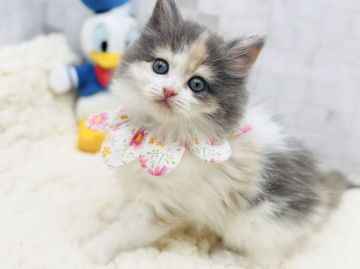 サイベリアン【愛知県・女の子・2021年10月24日・ダイリュートキャリコ（ロングヘア）】の写真「12月20日よりお引渡し可能⭐︎460」