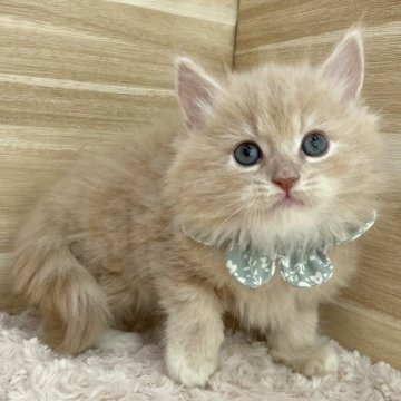 サイベリアン【愛知県・男の子・2023年12月10日・クリームタビー&ホワイト（ロングヘア）】の写真「2月5日~お迎え可能🍀管理番号338」