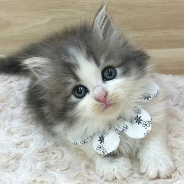 サイベリアン【愛知県・男の子・2024年1月26日・ブルータビー&ホワイト（ロングヘア）】の写真「3月23日~お迎え可能🍀管理番号95」