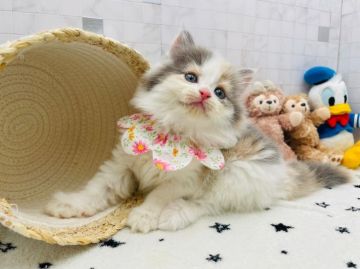 サイベリアン【愛知県・女の子・2021年11月21日・ダイリュートキャリコ（ロングヘア）】の写真「1月17日よりお迎え可能⭐︎516」